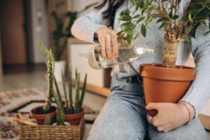 Consejos para un hogar más cómodo 3-Blog Niasa-Colocación de plantas dentro del hogar